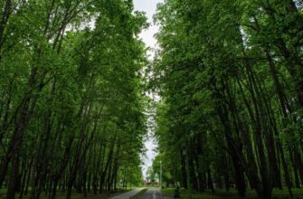 Наро Фоминск парк